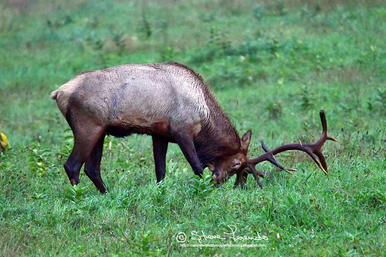 Natural World Through My Camera Rocky Mountain Elk In The Allegheny